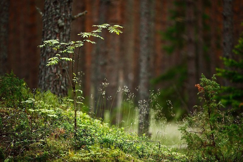 *** фото превью