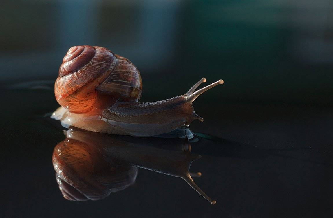 , Аркадий Белов