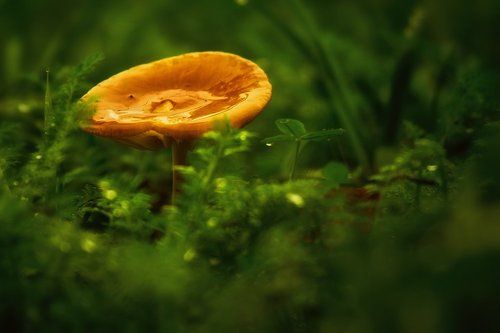 Golden mushroom in the rain