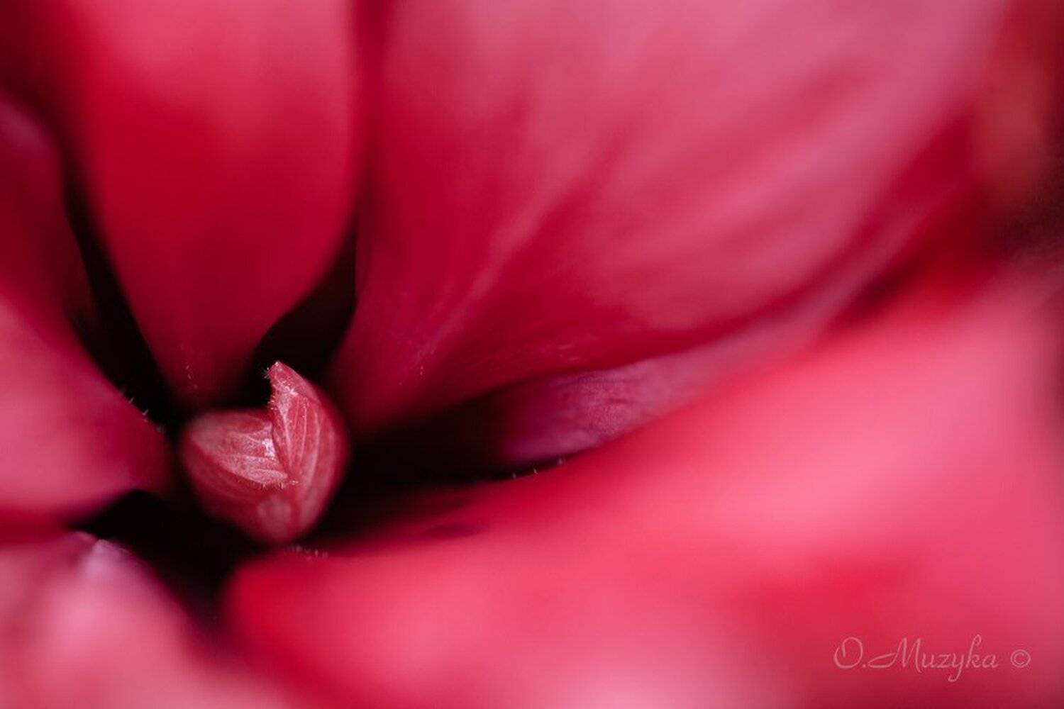 , Оксана Музыка