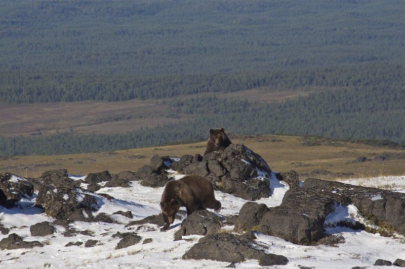 медведь, камчатка Не ждали? фото превью