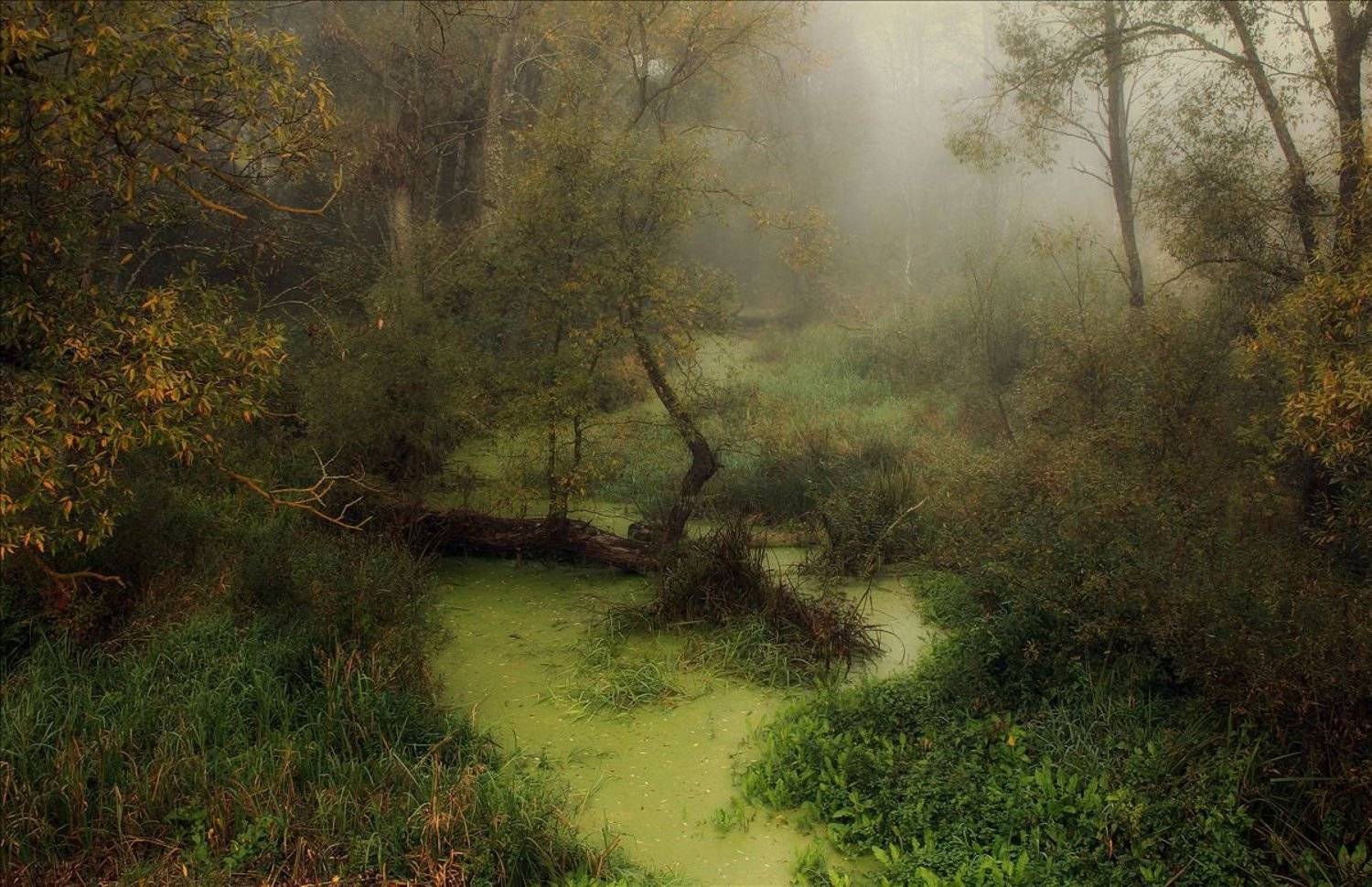 беловежская, пуща, Денисов Игорь