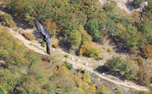 Чем не орел?  ;)