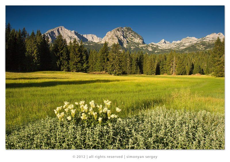 Голубое небо, Горы, Деревья, Дурмитор, Европа, Поле, Черногория Доброе утро,  Дурмитор! фото превью
