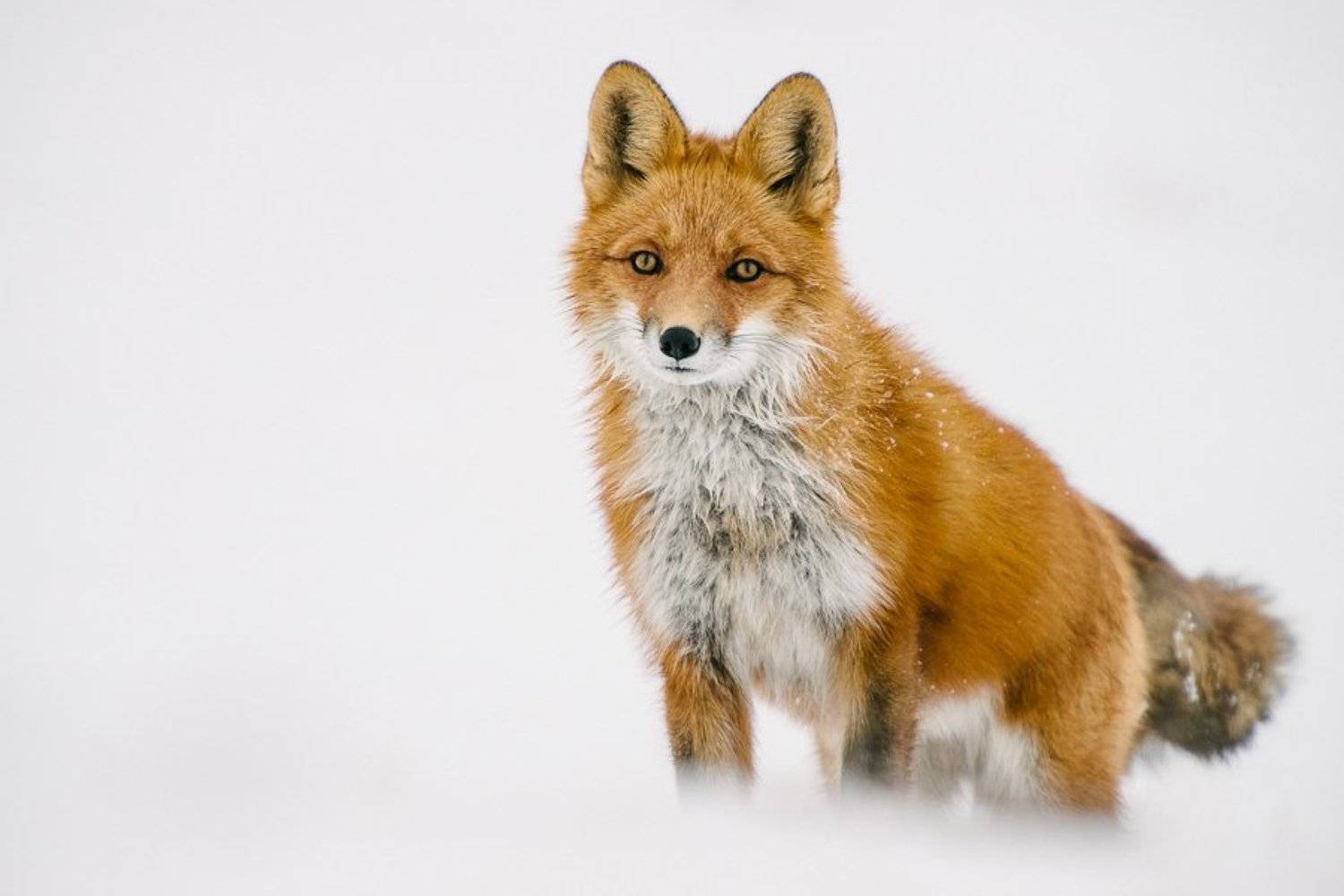 , Иван Кислов