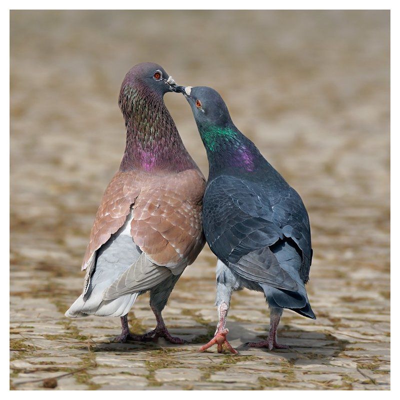 Любовь и голуби фото превью