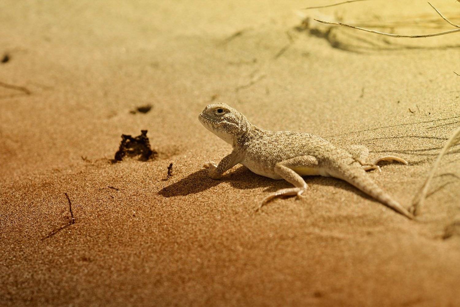 nikon, d7000, lizard, agama, macro, nature, animal, kazakhstan, круглоголовка, ящерица, пустыня, фотоохота, Эдуард Ким