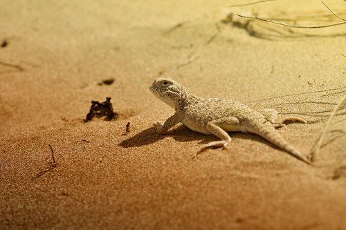 Бродяга песков