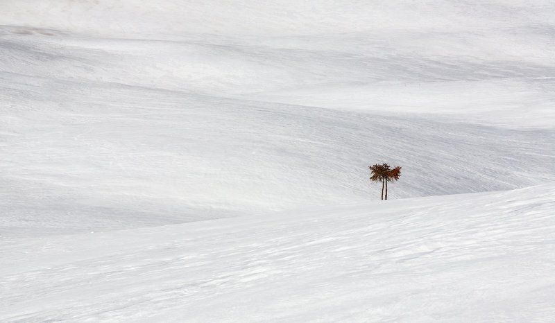 Снежная пальма фото превью
