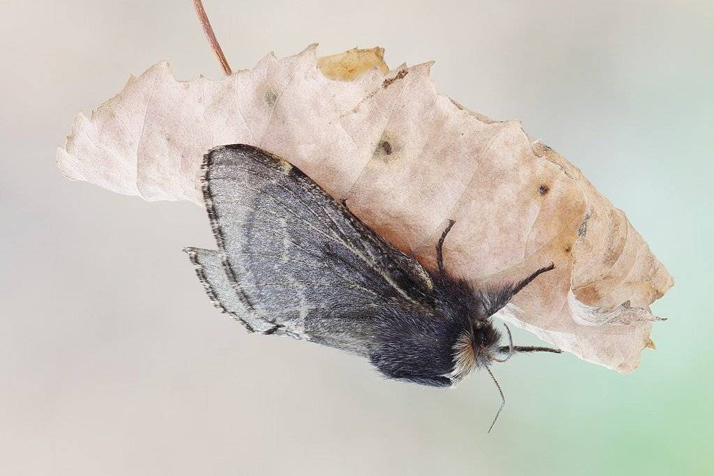 , Сергей Таланов