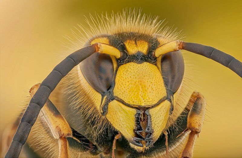 pu5z3k, poland, macro hornet фото превью