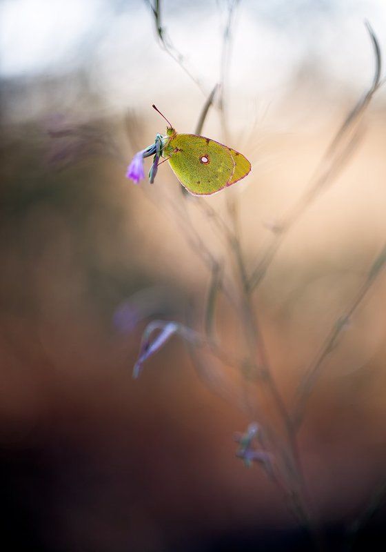 Colias crocea II фото превью