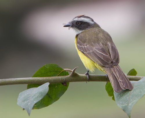 Питанга-крошка