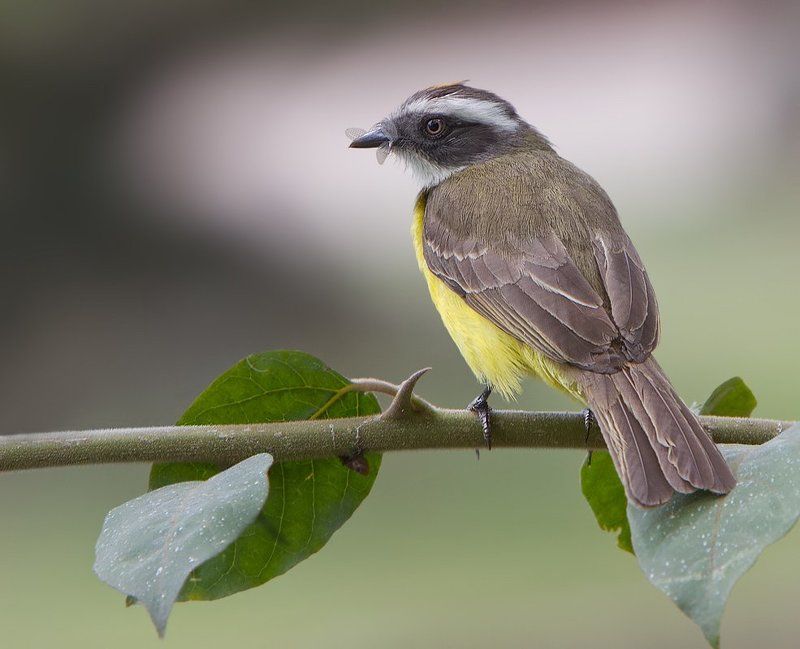 myiozetetes similis, питанга-крошка, птицы, бразилия Питанга-крошка фото превью