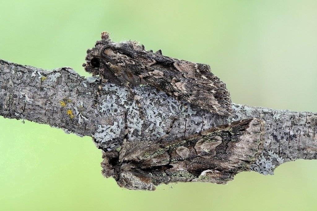 , Сергей Таланов