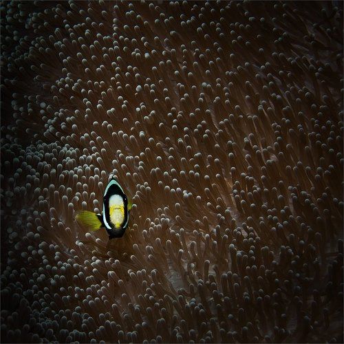 Этот ... Порвёт !