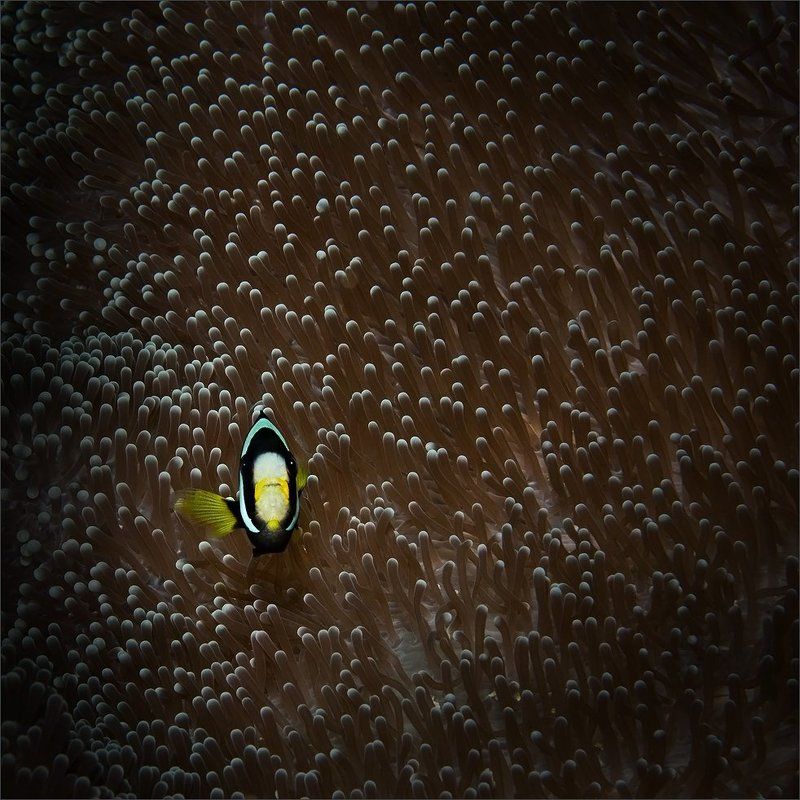 лихко Этот ... Порвёт ! фото превью