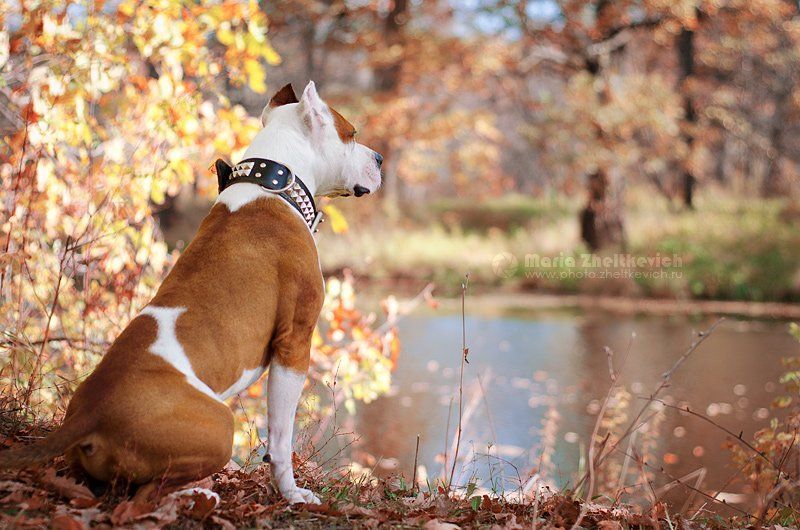 Мечтатель фото превью