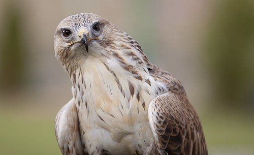 Очень любопытный птиц.