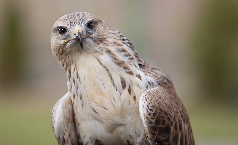 птица, хищник Очень любопытный птиц. фото превью