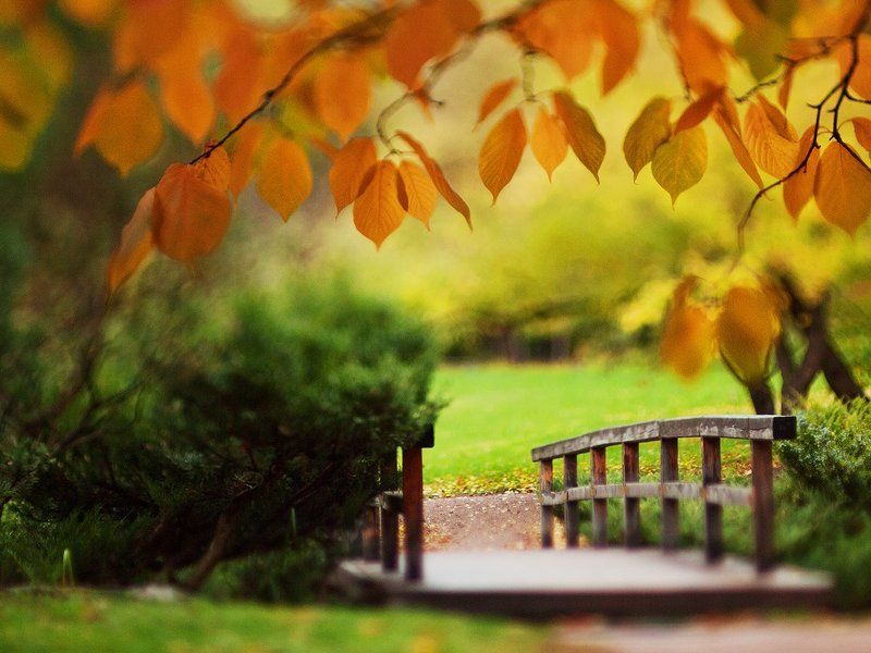 autumn, tilt, bokeh, nature Tilted autumn. фото превью