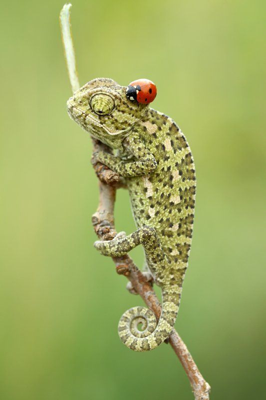 uğurlu buki фото превью