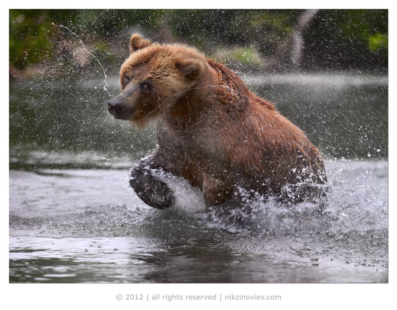 , Николай Зиновьев