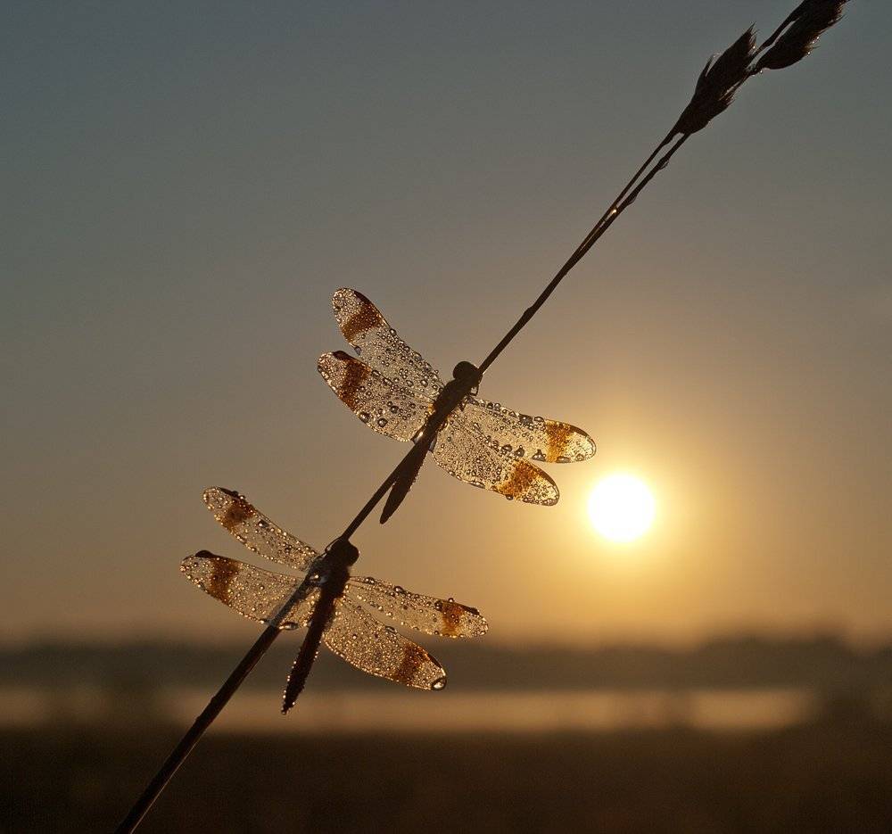 , Марина Брыдня