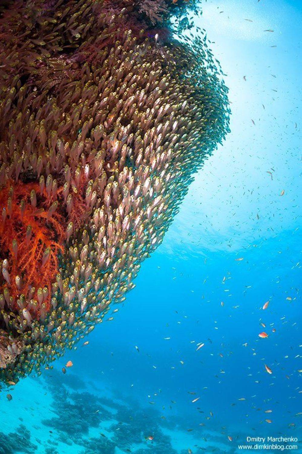 glassfish, glass fish, Дмитрий