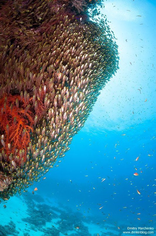 glassfish, glass fish Вверх фото превью