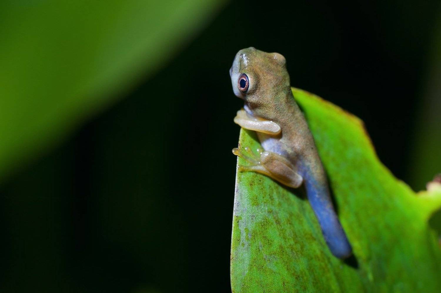 , Александр Константинов