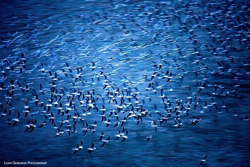 Blue Life фото превью