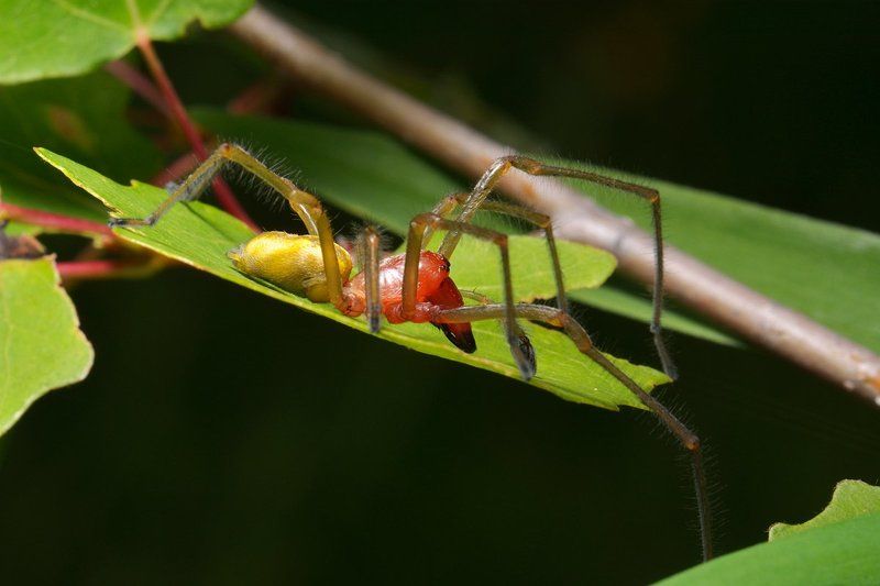 nikon, , , d7000, , , macro, , , asia, , , kazakhstan, , , nature, , , wildlife, , , spider, , , cheiracanthium, , , arthropoda, , , arachnida, , , казахстан, , , природа, , , , паук, , , макро Лодочник фото превью