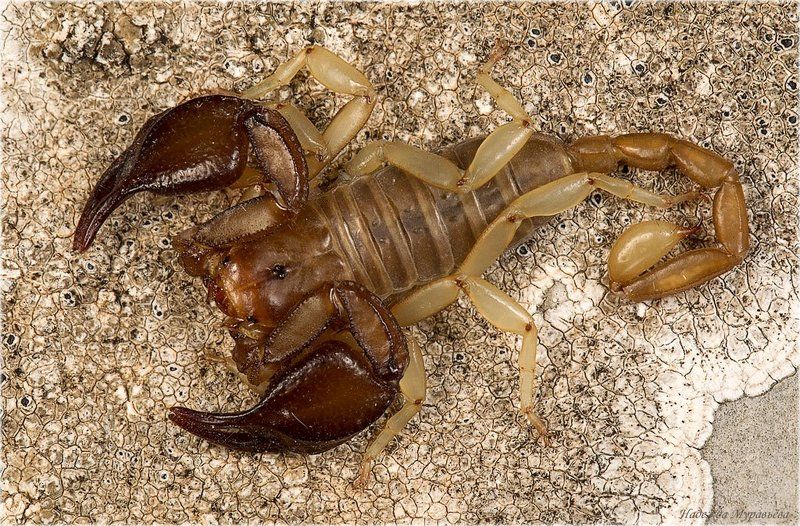 euscorpius tauricus, скорпион крымский Вооружён и очень опасен фото превью
