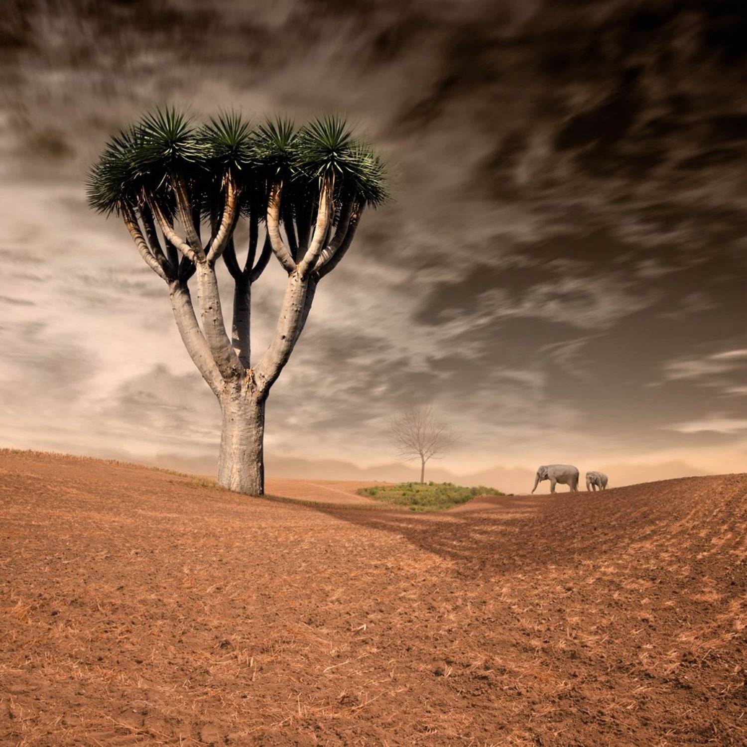, Caras Ionut