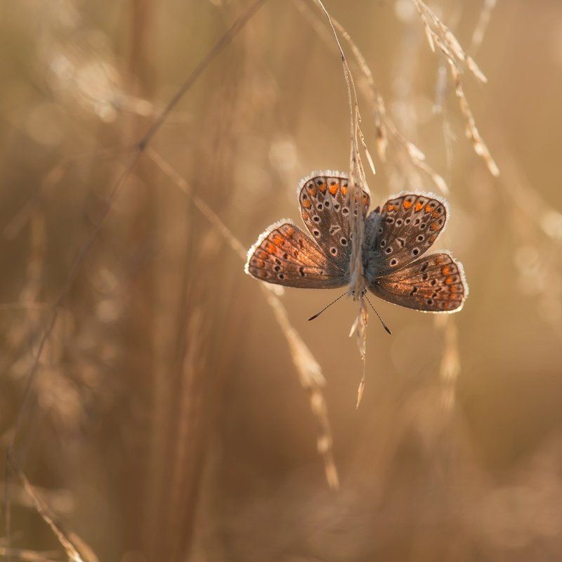 )I( фото превью