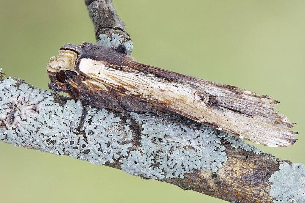 , Сергей Таланов