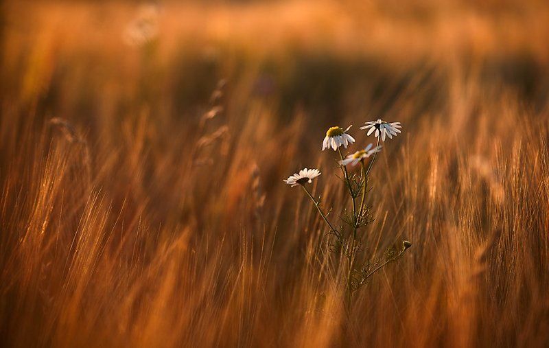 ... фото превью