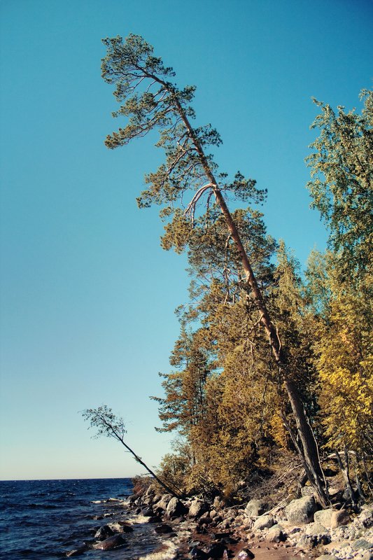 карелия, вода, дерево, озеро, осень, остров где-то в Карелии фото превью