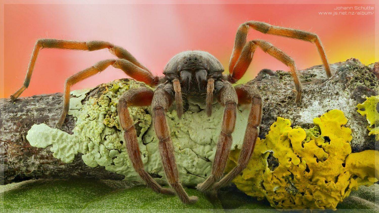 johann schutte www.js.net.nz spider insect macro , Johann Schutte