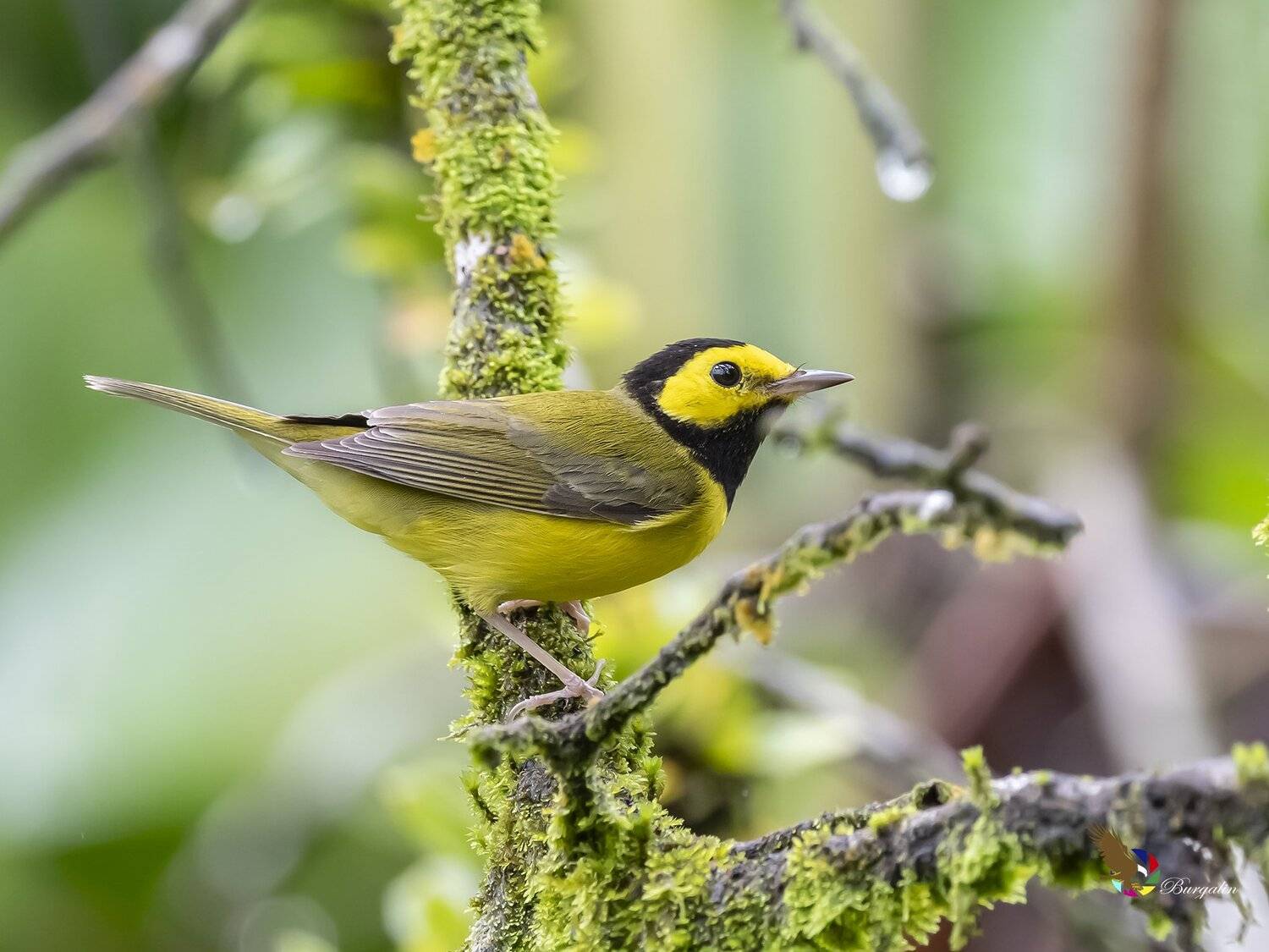 , Fernando Burgalin Sequeira