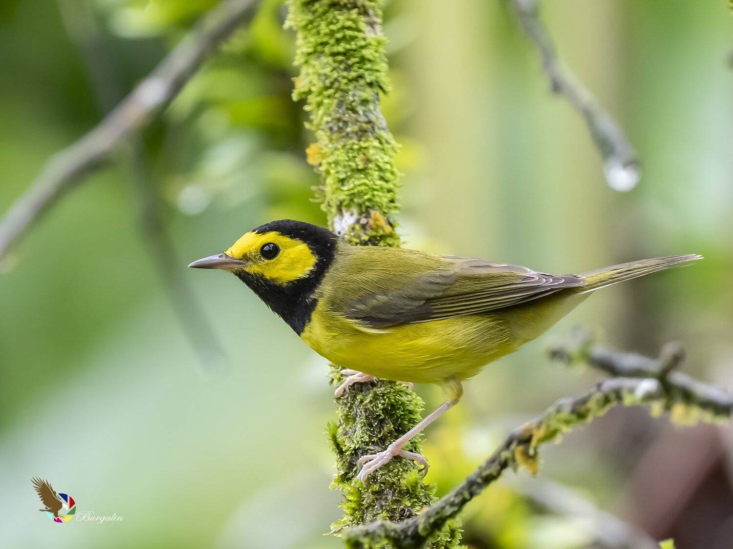 , Fernando Burgalin Sequeira