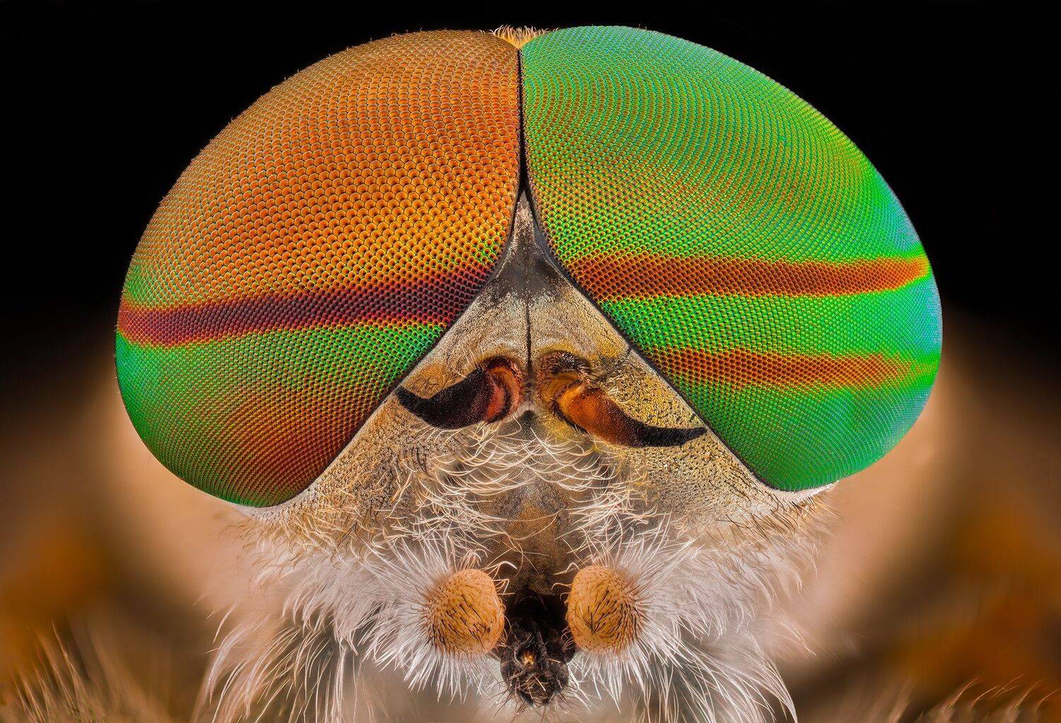 ceclii, macro, extrememacro, nikon d3400, lomo 3.7x, Tsvetan Ganev