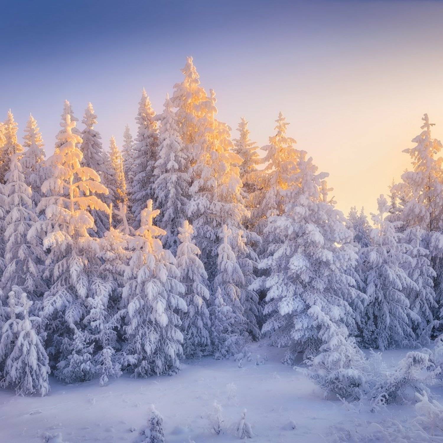 зима, куржак, лес, Дмитрий Медянцев