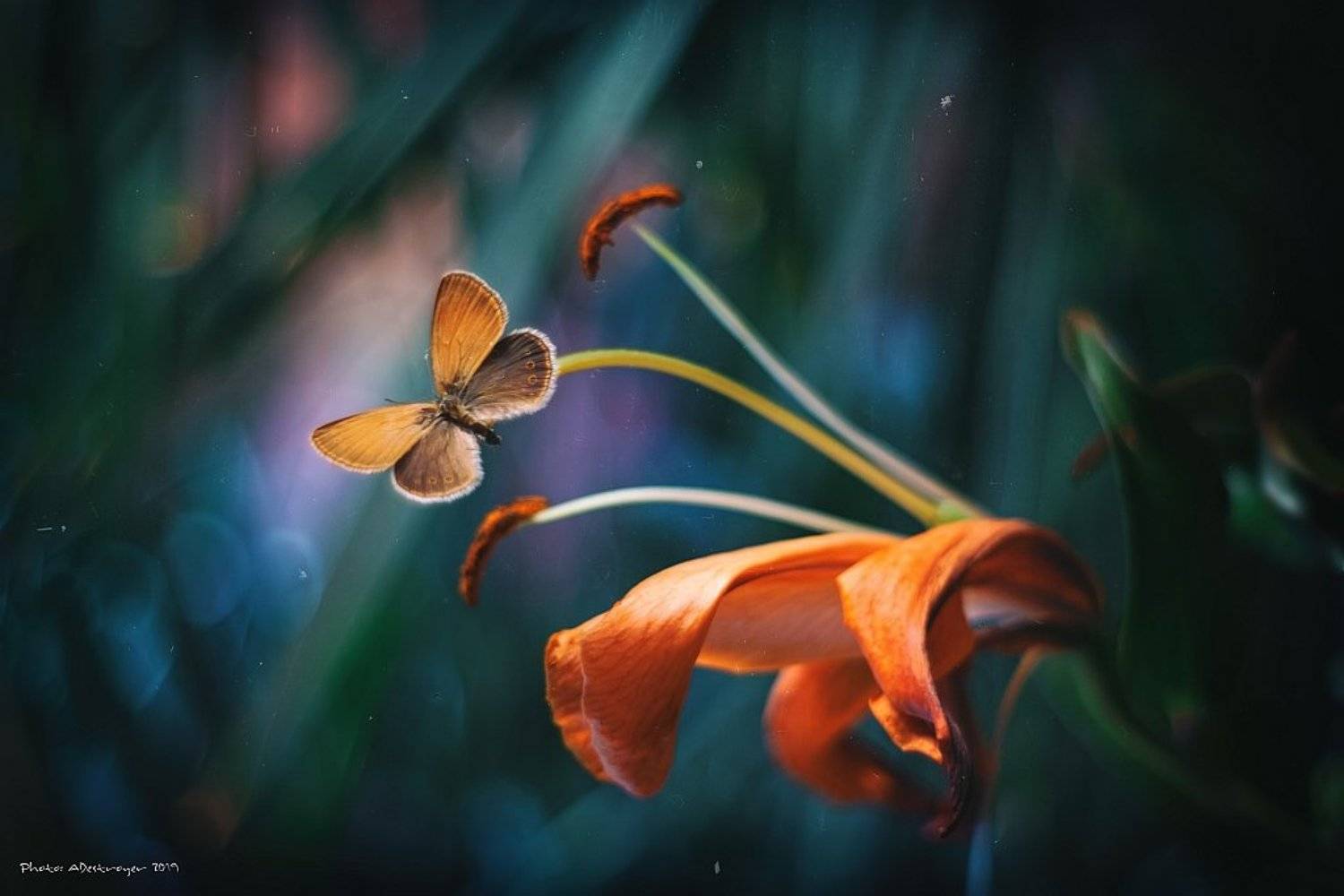 macro nature butterfly, Ryszard Lal