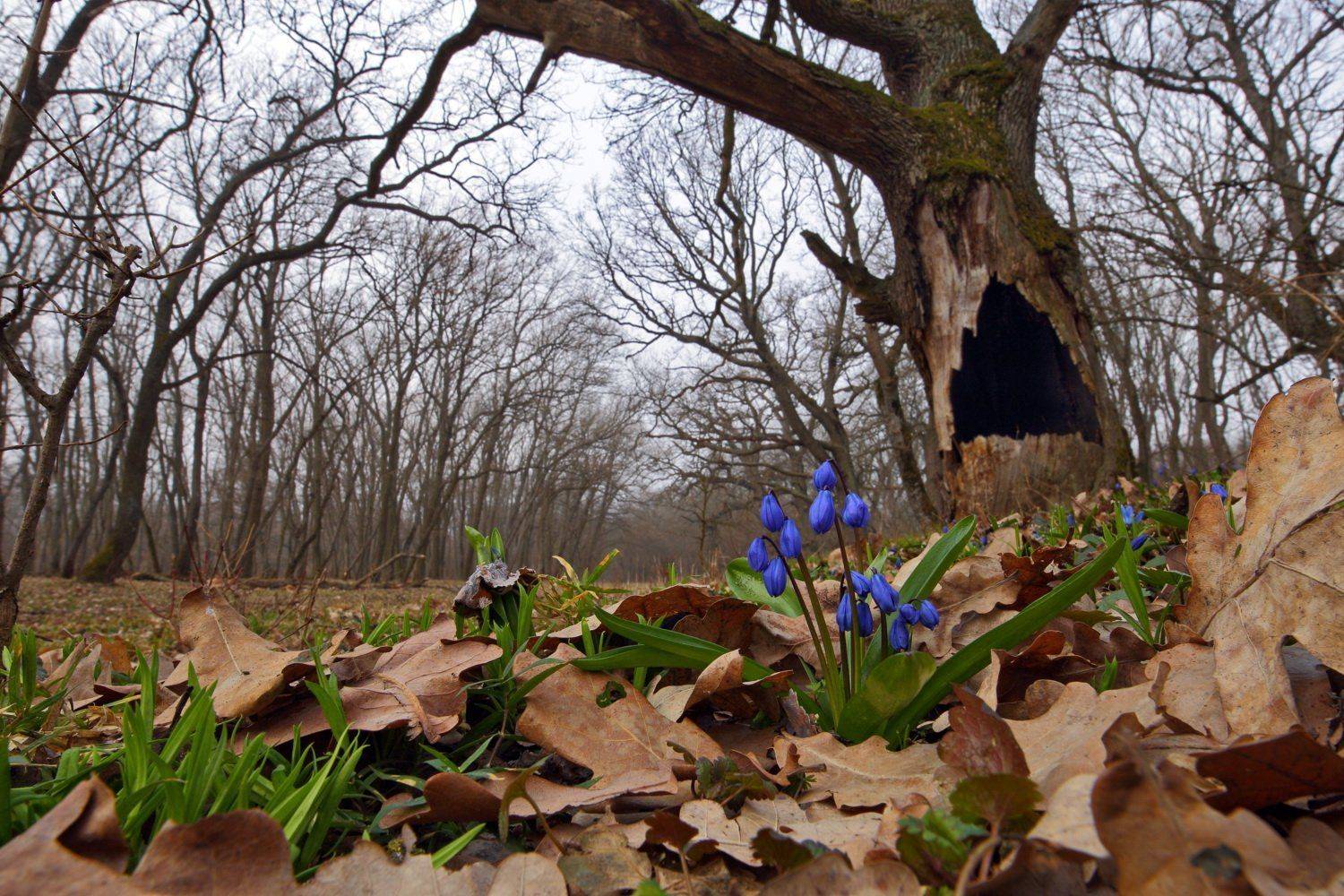 лес, пролеска, самарский, scilla, siberica, сибирская, широкоугольное макро, дуб, quercus, robur, вековые дубы, Sergii Markov