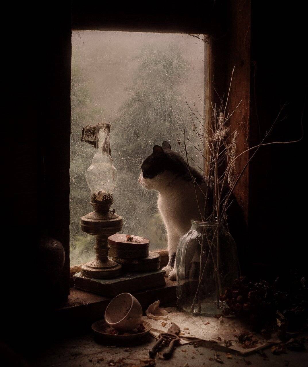 кот натюрморт животные грусть, Iryna Matvieienko