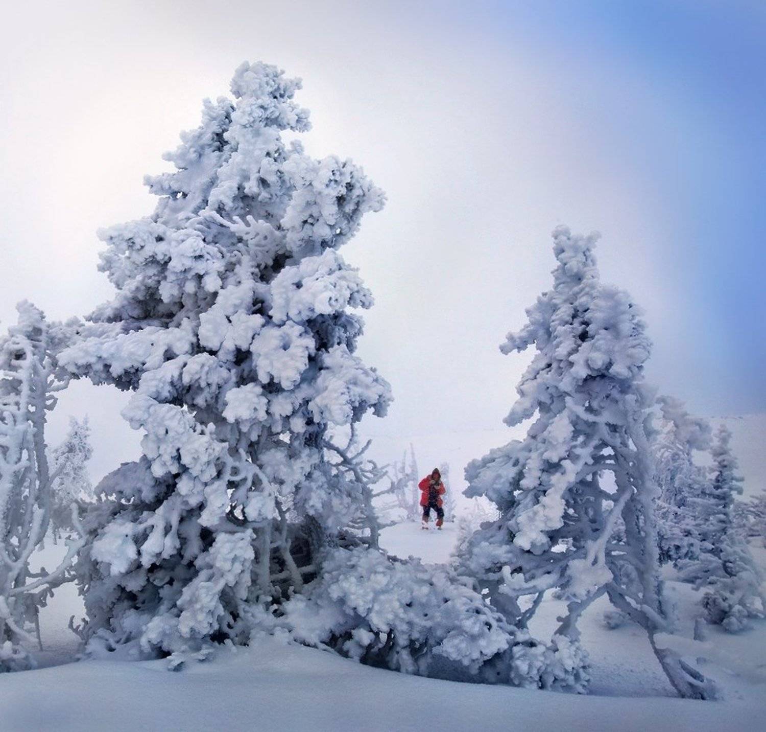 урал, зима, гух, снег, ели,, Сергей Макурин