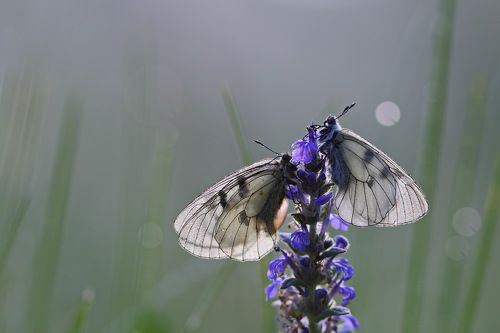 Предрассветные мнемозины