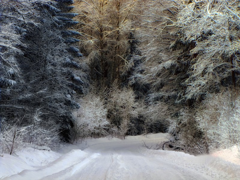 winters forest фото превью